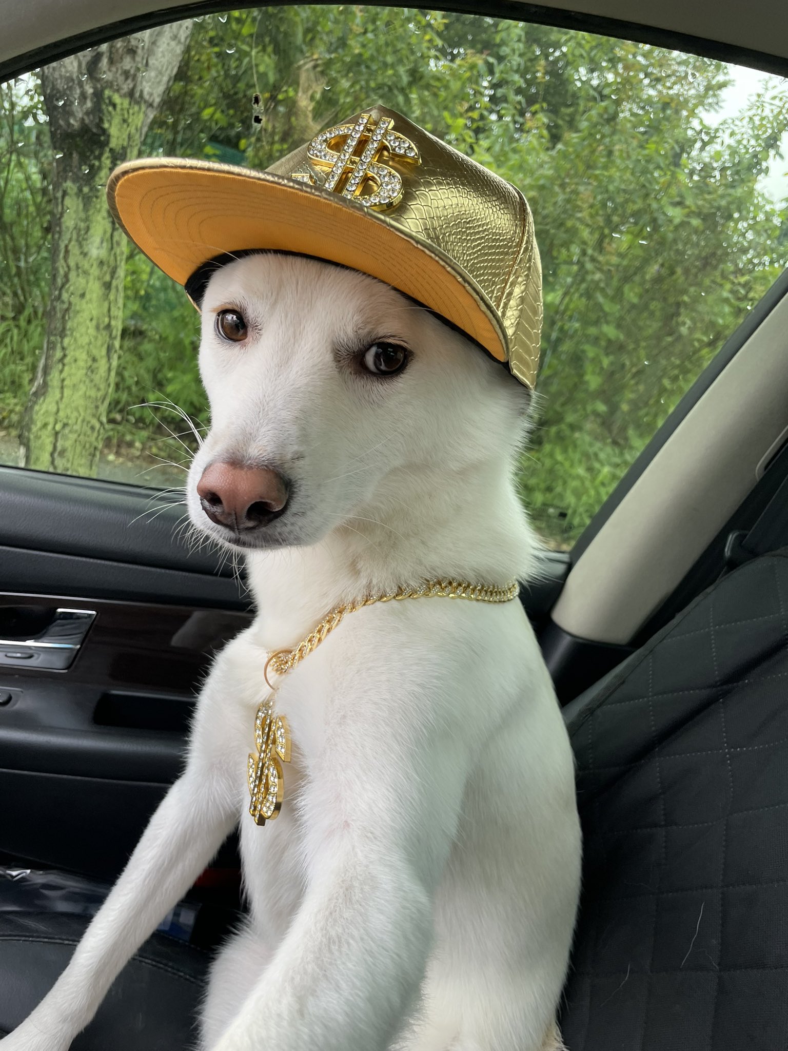 Jindawg the Korean Jindo wearing a gold dollar-sign cap and chain
